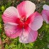 cherie2128